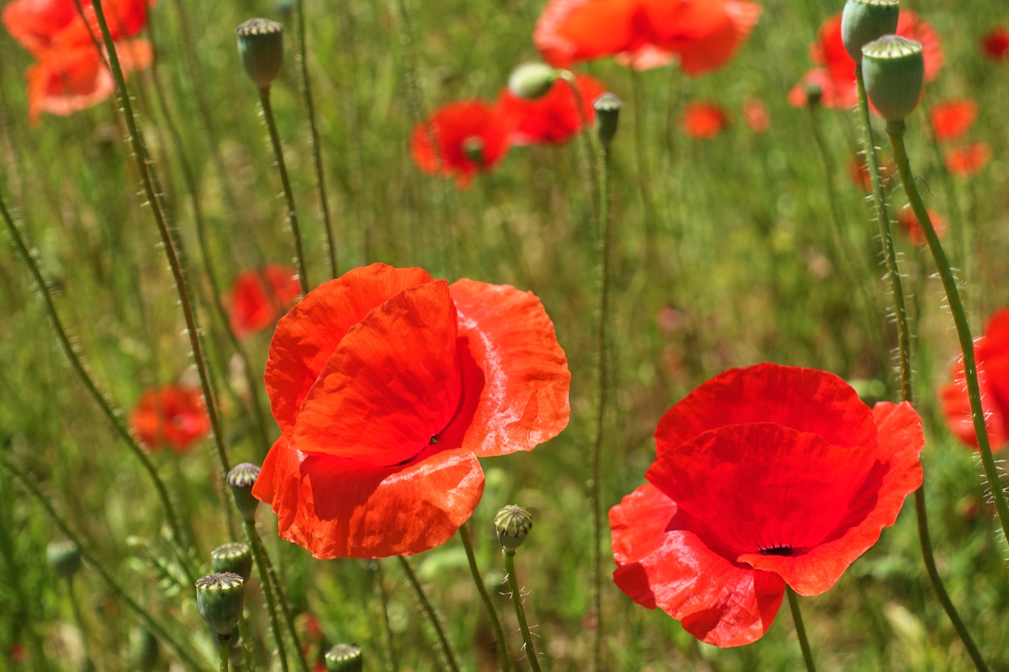 Z pamiętnika „Mój dany mi Świat” „Cuda i dziwy” J Tuwim.