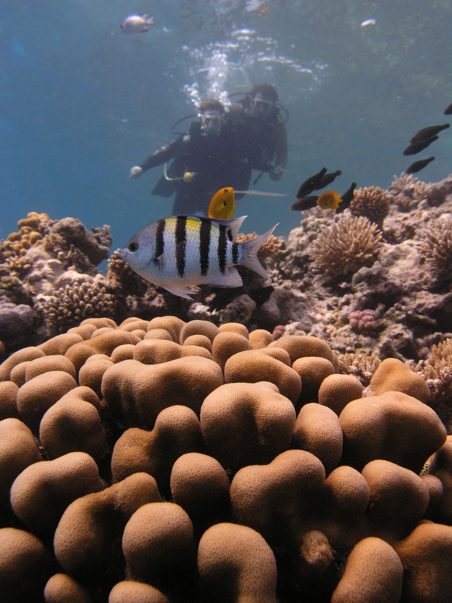 Z pamiętnika „Mój dany mi świat” czyli zwerbalizowane ,nazwane „po imieniu”, moje uczucia, myśli, odczucia mojego, naszego Realu.